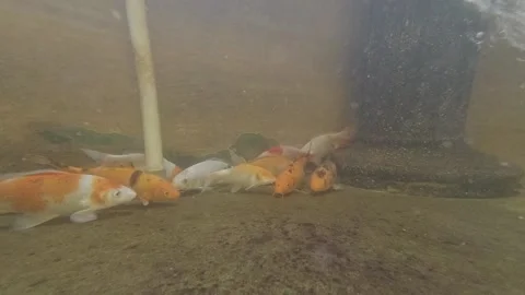 Koi Fish Video stock 139783299