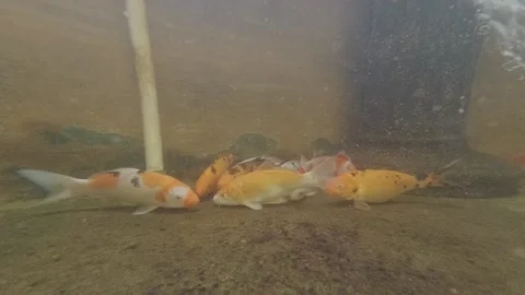 Koi Fish Video stock 139783433