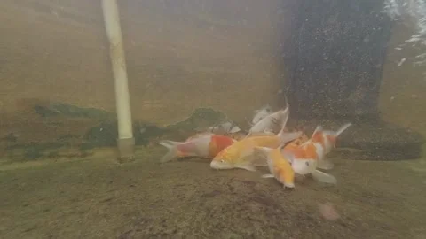 Koi Fish Video stock 139783503