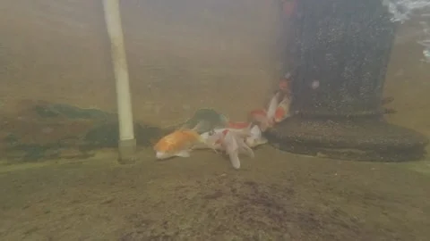 Koi Fish Video stock 139783567