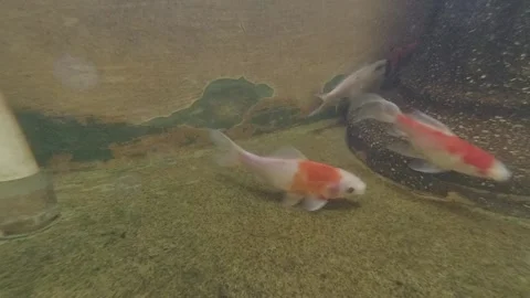 Koi Fish Video stock 139783568