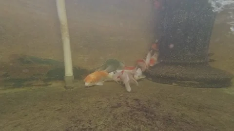 Koi Fish Video stock 139783705