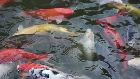 Koi Fish Stock Footage 144007000
