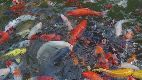Koi Fish Stock Footage 144008161