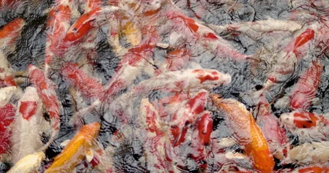 Koi fish Stock Footage 165753936