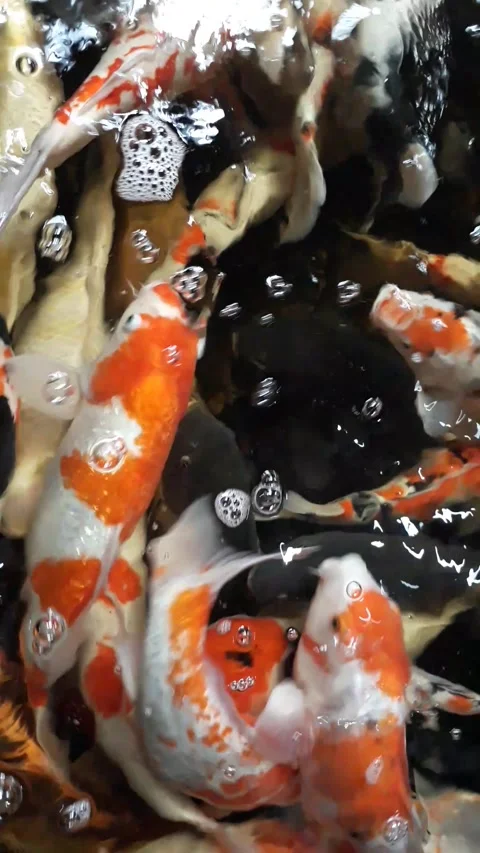 Koi fish Stock Footage