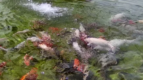 Koi fish Stock Footage 167799172