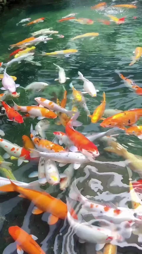 Koi fish Video stock 217989411