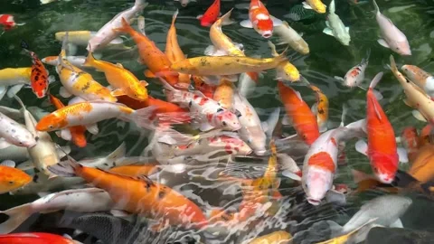 Koi fish Video stock 217991345