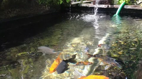 Koi fish Video stock 218219240
