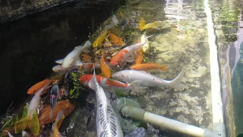 Koi fish Stock Footage 219081361