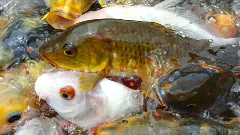 Koi fish Video stock 231994198