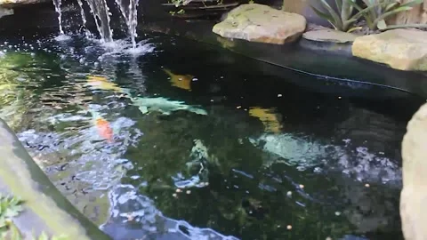 Koi fish Stock Footage 232605770