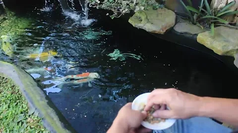 Koi fish Vídeo Stock 232605944