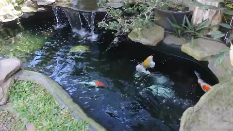 Koi fish Stock Footage 232605986