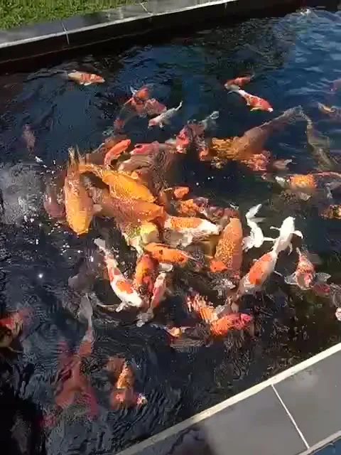 KOI FISH Vídeos de archivo 234259813