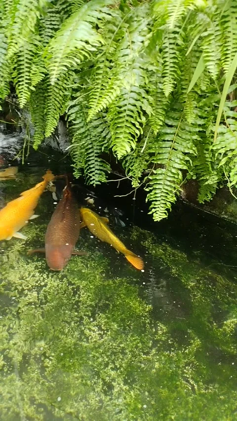 Koi fish Stock Footage 234597981