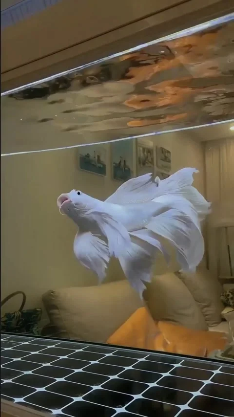 Koi fish Stock Footage 237842120