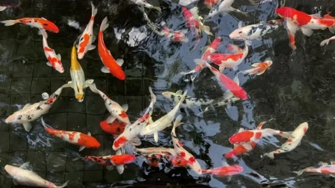 Koi Fish Stock Footage 238008617
