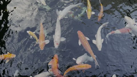 Koi Fish Video stock 243506208