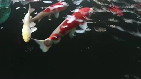 Koi fish Stock Footage 248776064