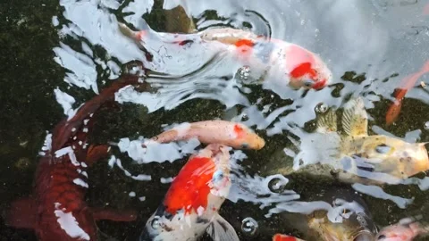 Koi fish Stock Footage 249819200