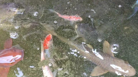 Koi fish Stock Footage 249819237