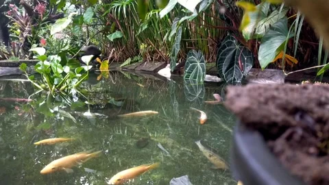 Koi fish. Stock Footage 263091571