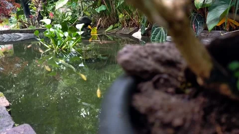 Koi fish Stock Footage 263110068