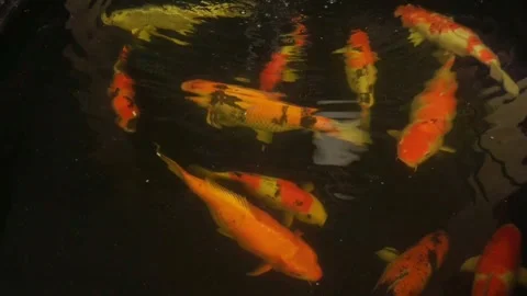 Koi fish Stock Footage 263806940