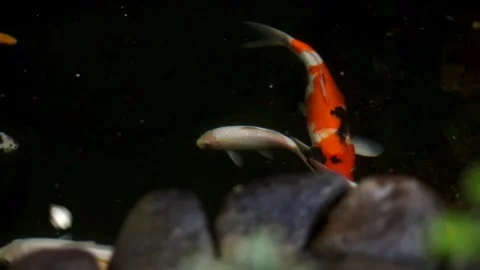 Koi fish Stock-Footage 267804157