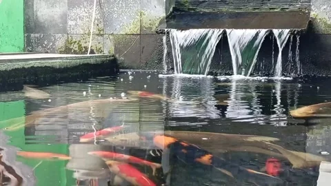 Koi fish Stock Footage 268677450