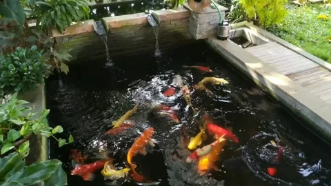KOI FISH Stock Footage 271662607