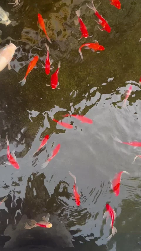 Koi fish Stock Footage 273163656