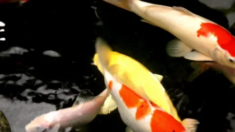 Koi fish Stock-Footage 273839860