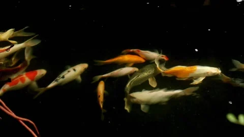 Koi fish Stock Footage 273839865