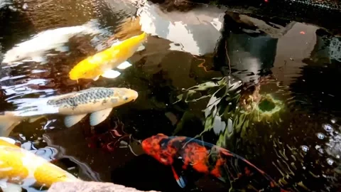 Koi fish Stock Footage 281235850