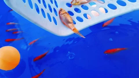 Koi fish Stock Footage 287989683