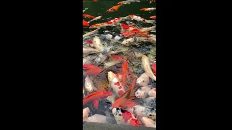 Koi Fish Stock Footage 306714145