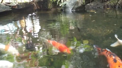 Koi fish 動画素材 311554191