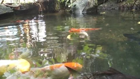 Koi fish 動画素材 311554231