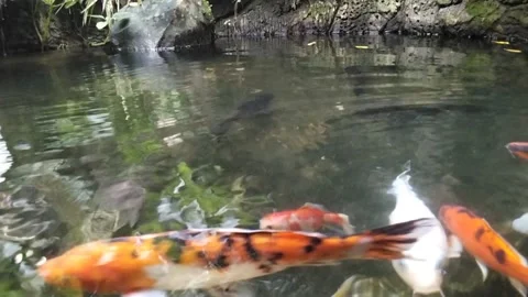 Koi fish 動画素材 311554293