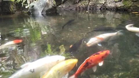 Koi fish 動画素材 311554295