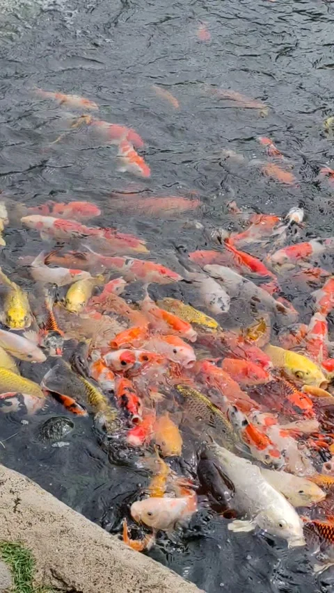 Koi Fish Stock Footage 321503404
