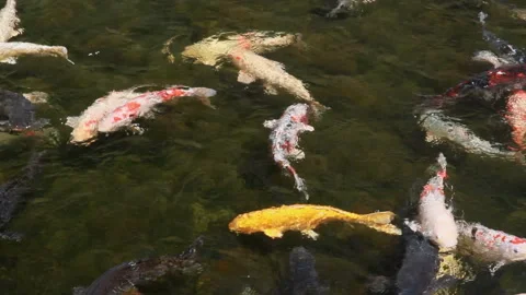 Koi Fish Stock-Footage 327423954