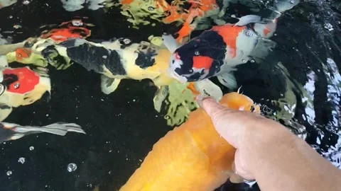 KOI FISH Stock Footage 327769615
