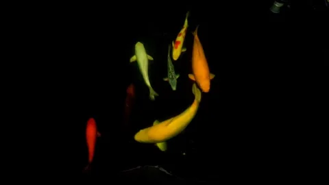 Koi fish Stock Footage 337415277