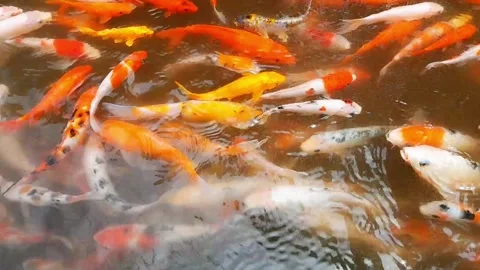 Koi fish Footage  Stock Footage 323795599
