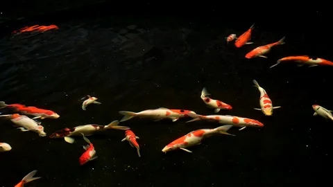 Koi fish footage view from surface pond Stock Footage 126014380