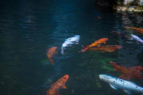 Koi fish glide in dark clear pond water near a rocky edge in Madeira Foto stock